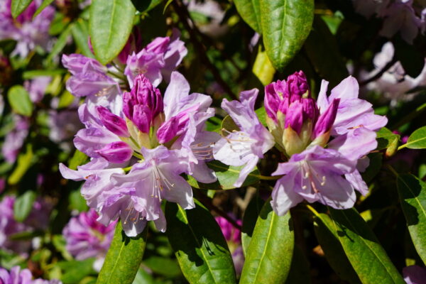 Rhododendron Graal-Müritz Prerow Türen